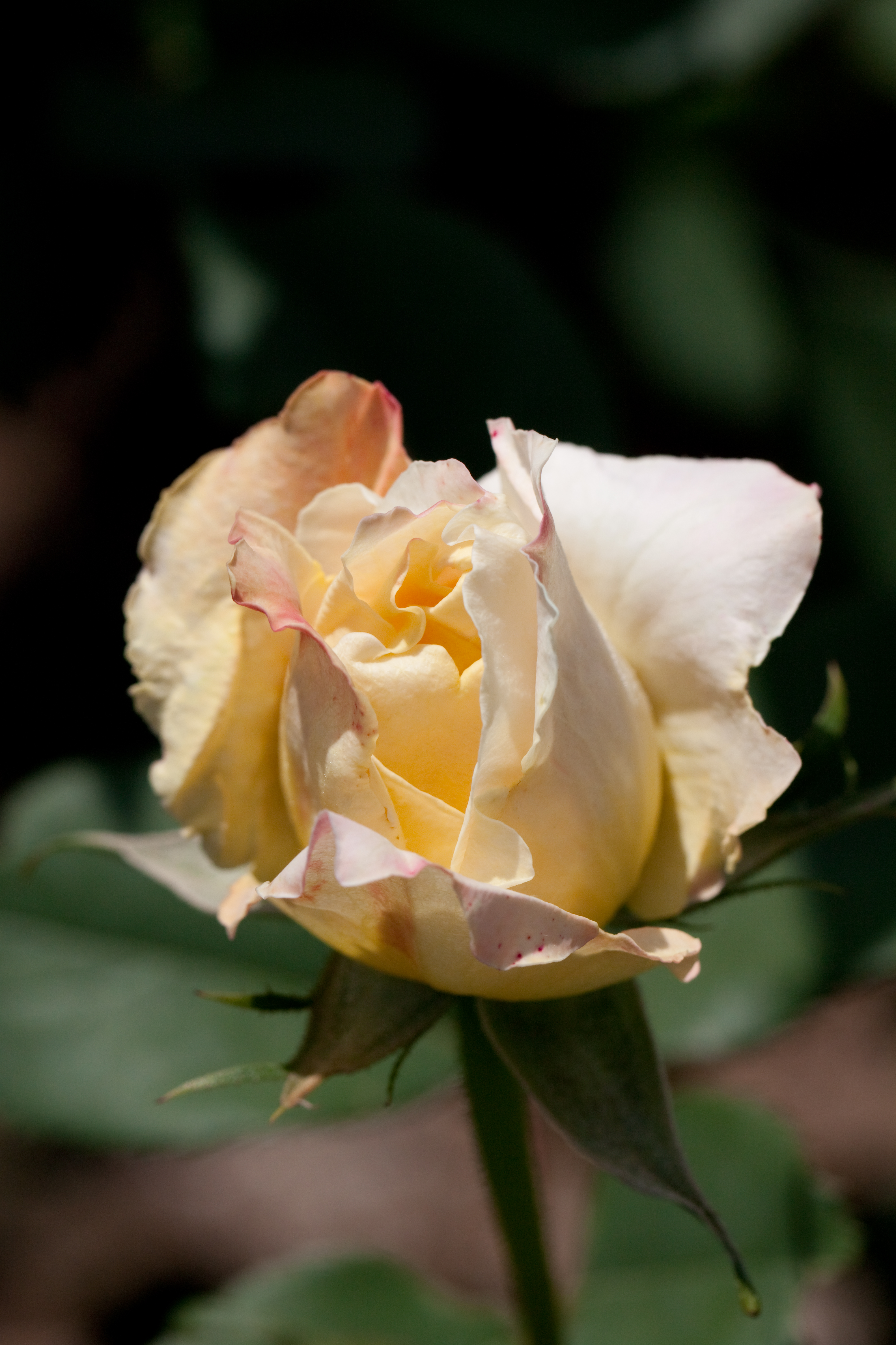 Сорт розы Мияби