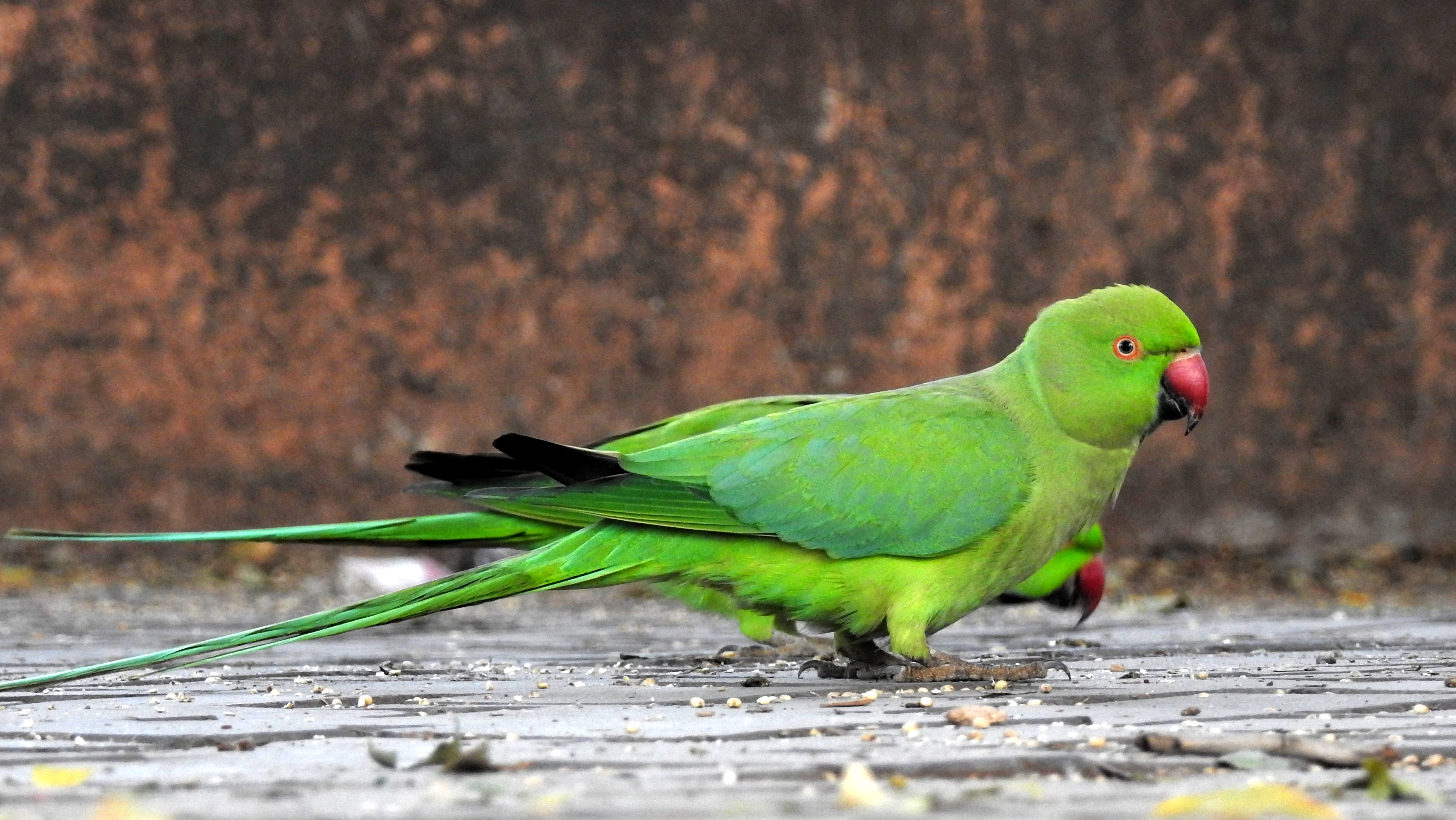Rose ringed parakeet female | Parakeet, Best friend drawings, Pet birds