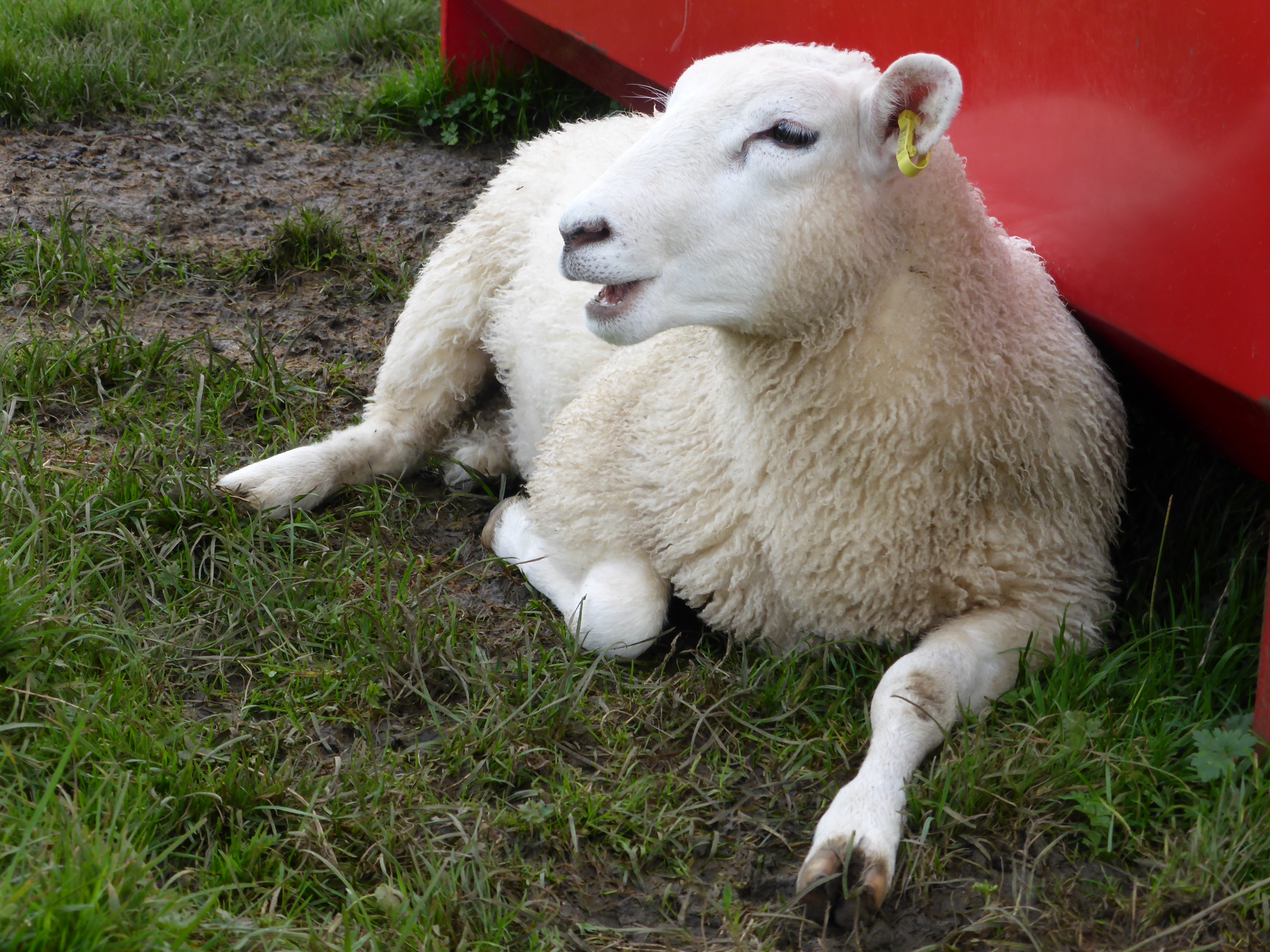 Кафе две овцы. Grey Sheep II. 2 Sheep.