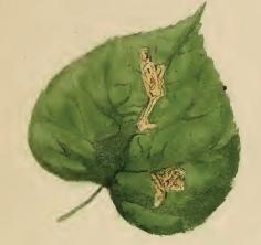 Mined lime leaf Stigmella tiliae mined lime leaf.JPG