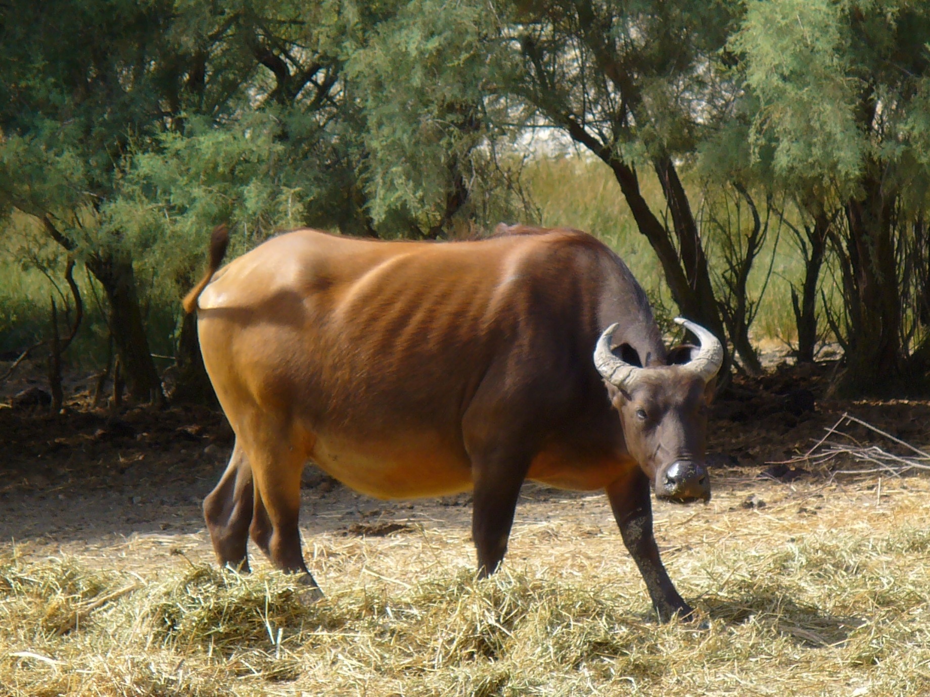 Grands cornes de buffle de Cape sur la partie du crâne - Syncerus caffer -  27×36×100 cm - Catawiki