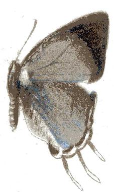 File:Syrmoptera homeyerii.JPG