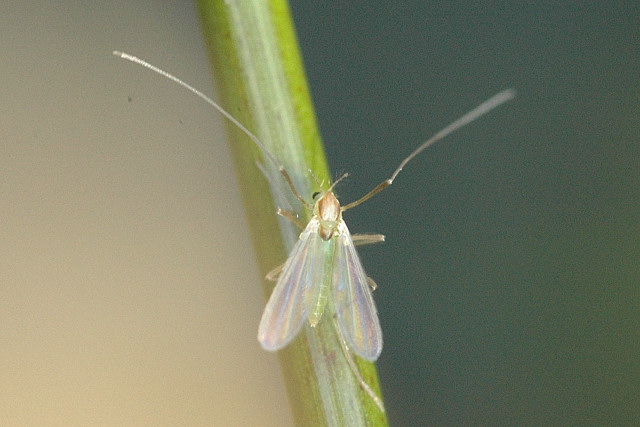 File:Tanytarsus.sp.male.jpg