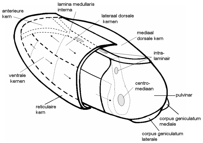 File:Thalamus3.PNG