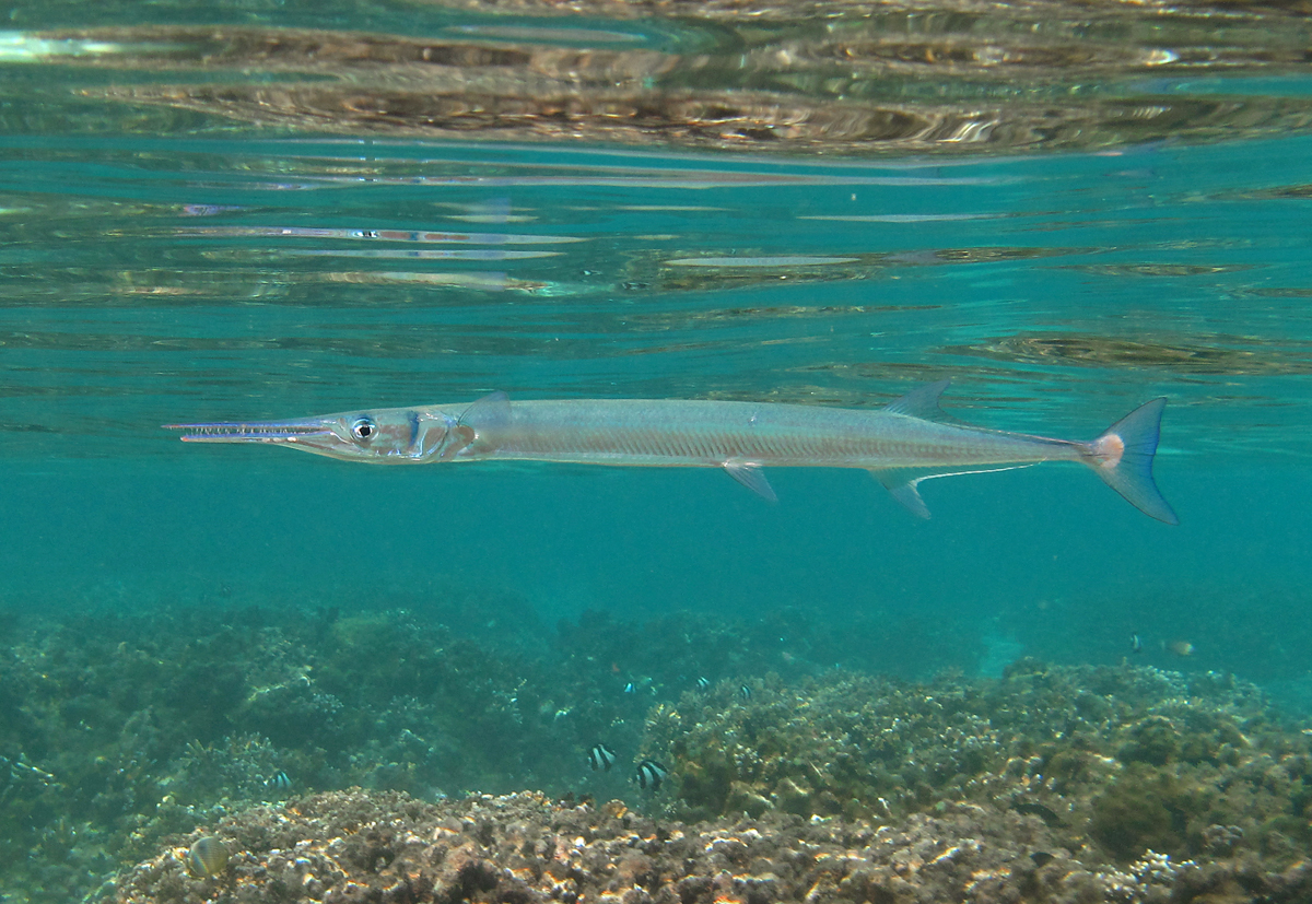 Ikan caroang atau Tylosurus Crocodilus