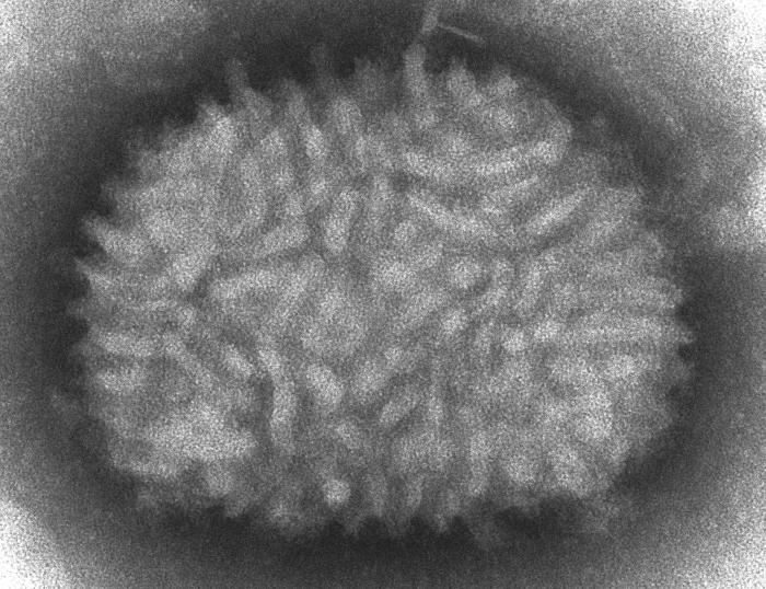 Virus - Wikipedia