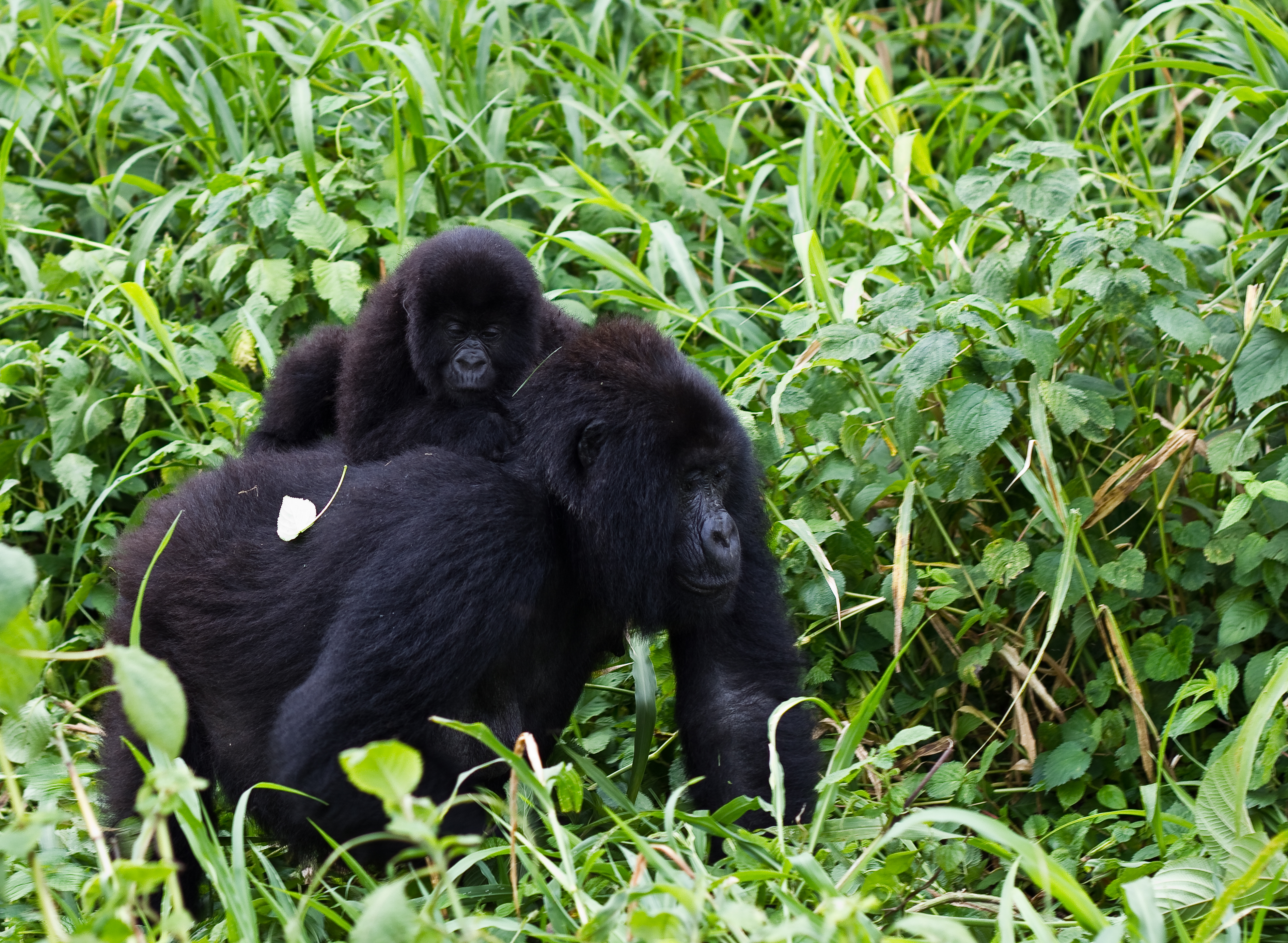 Virunga Mountain Gorilla 1.jpg