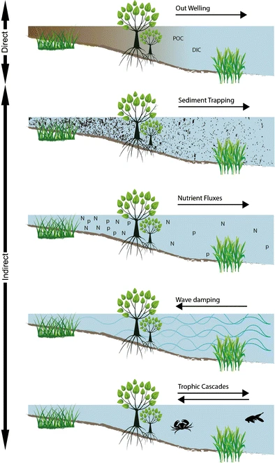 Understanding blue carbon