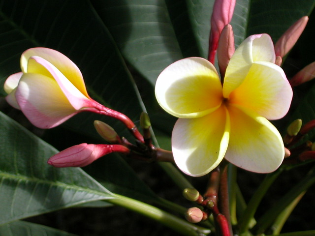 File:Yellow and white flower.jpg