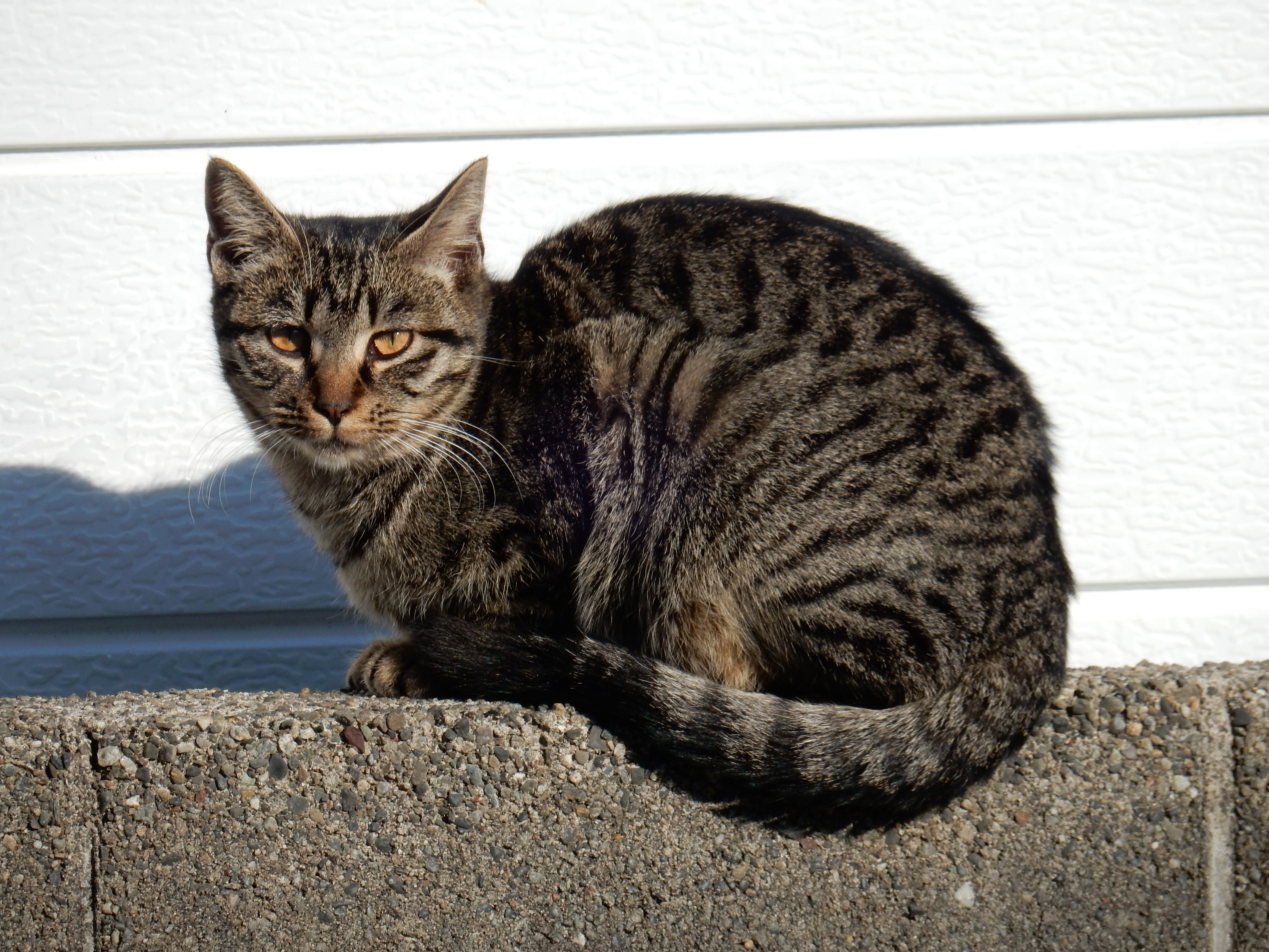 File:野良猫のキジトラ.jpg - Wikimedia Commons