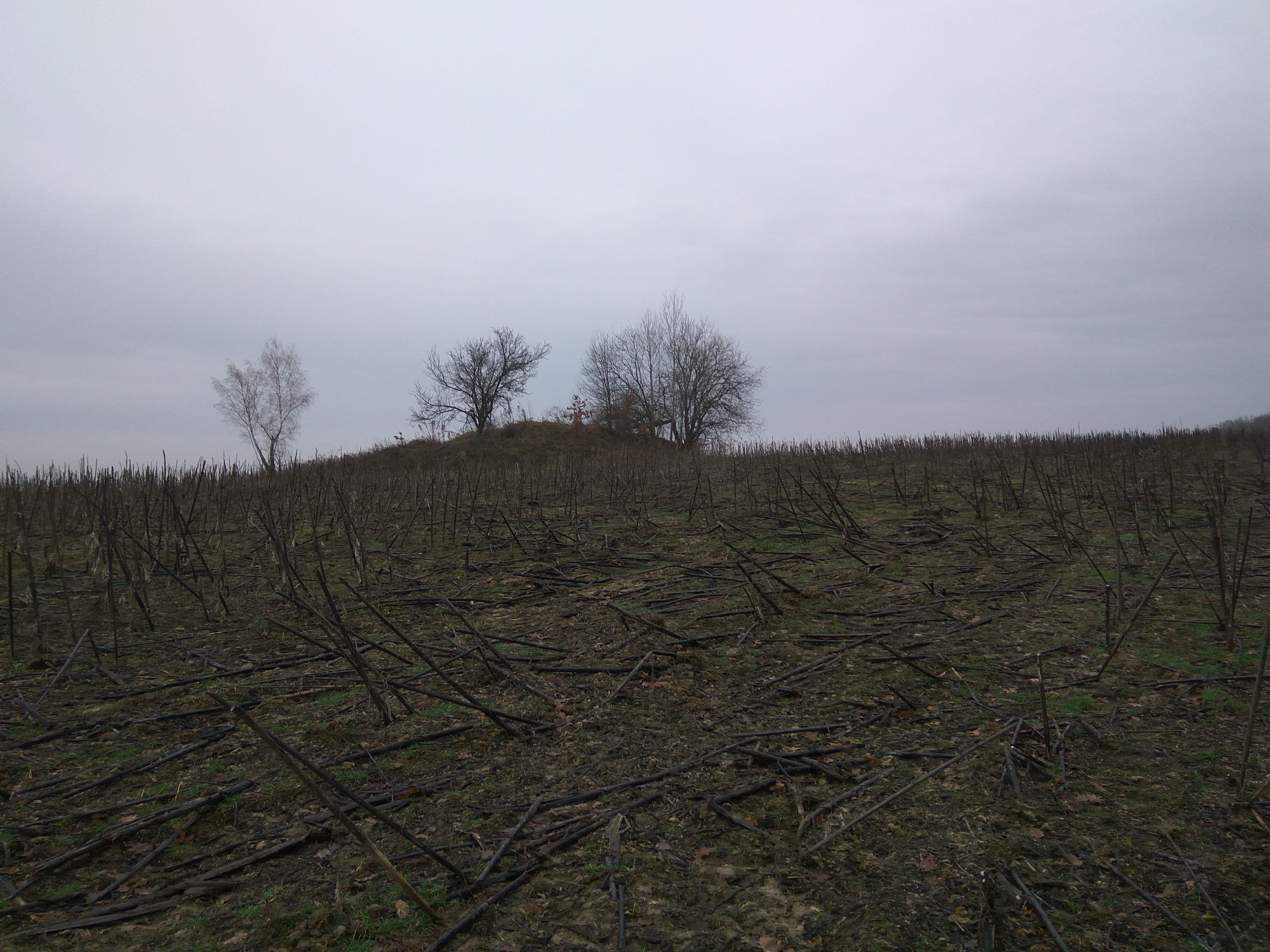 Могильник 2. Жглино Луга. Село Ново Одесское ВКО.