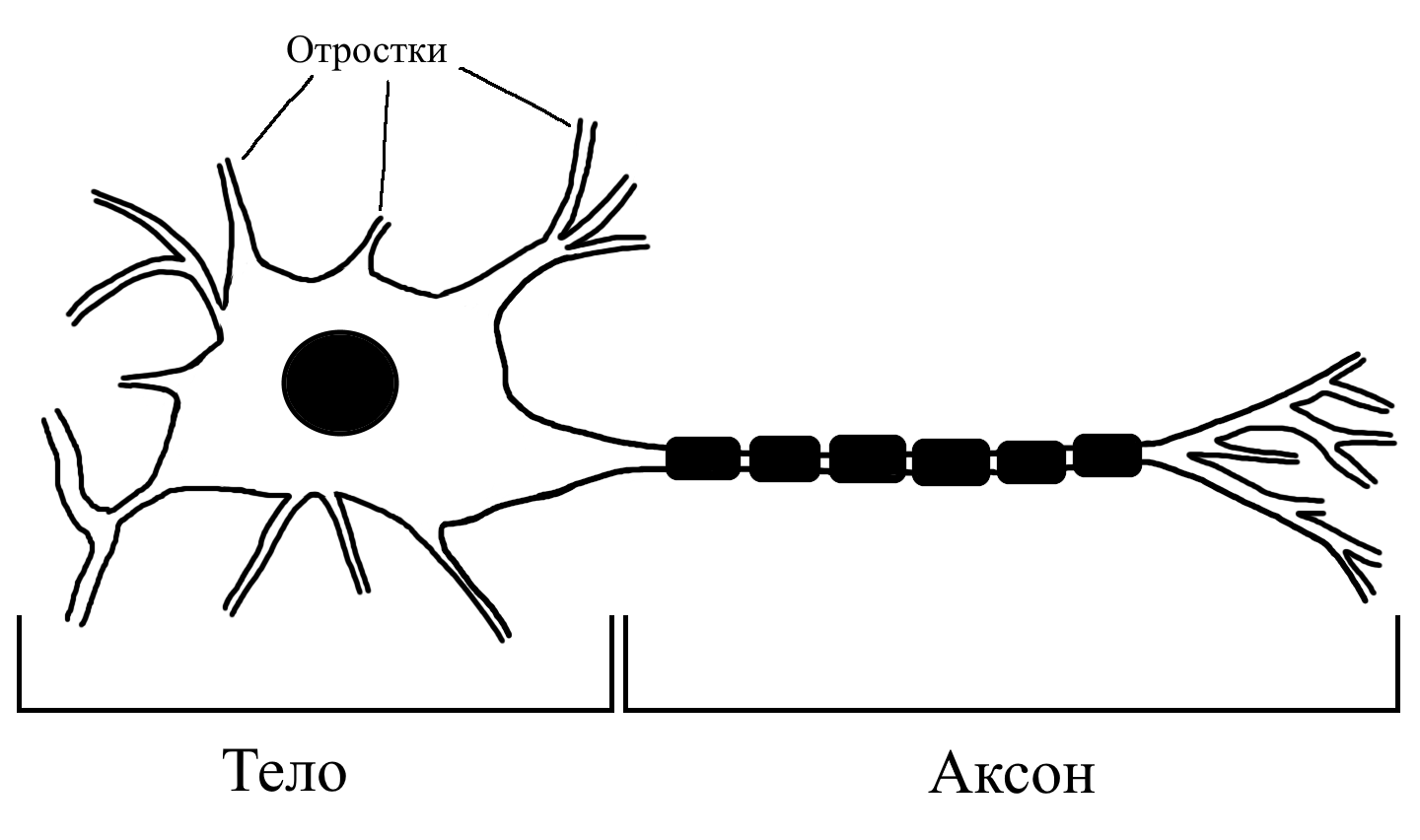 Отросток нейрона сканворд 5 букв. Перикарион. Перикарион нейрона это. Отросток нервной клетки. Строение перикариона.