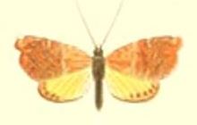 <i>Hilarographa excellens</i> Species of moth