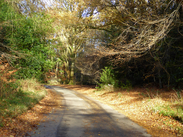 File:A woodland lane - geograph.org.uk - 5608456.jpg
