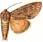 File:Acronicta americana3.JPG