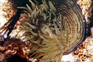 <i>Actinia cari</i> Species of sea anemone