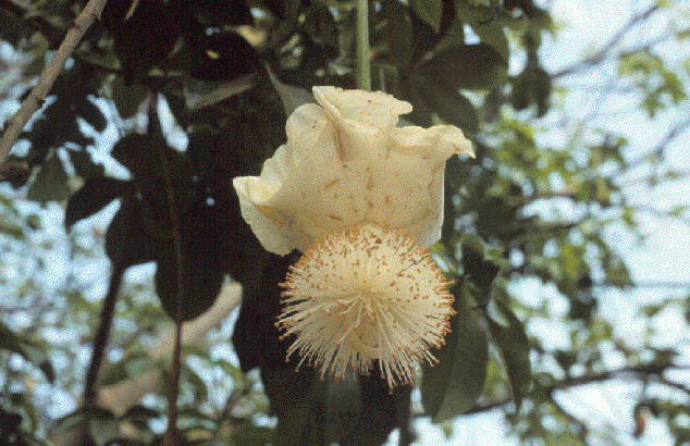 File:Adansonia digitata 20050823 flower.png