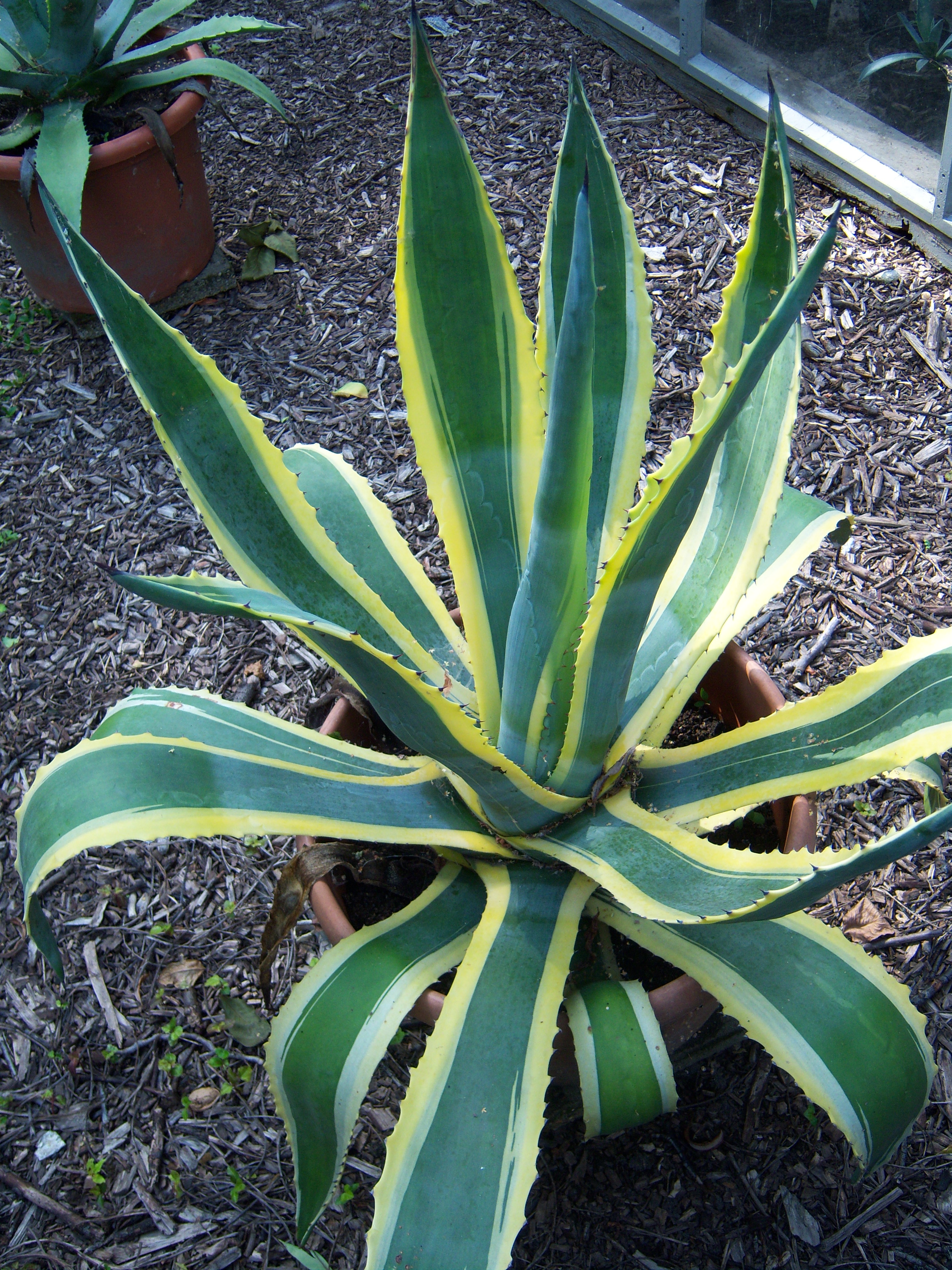 アガべagave americana アガべアメリカーナ