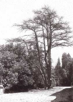 File:Albero della pace.jpg