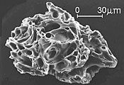 Primo piano di una minuscola particella di cenere vulcanica, che mostra i suoi numerosi piccoli fori tubolari