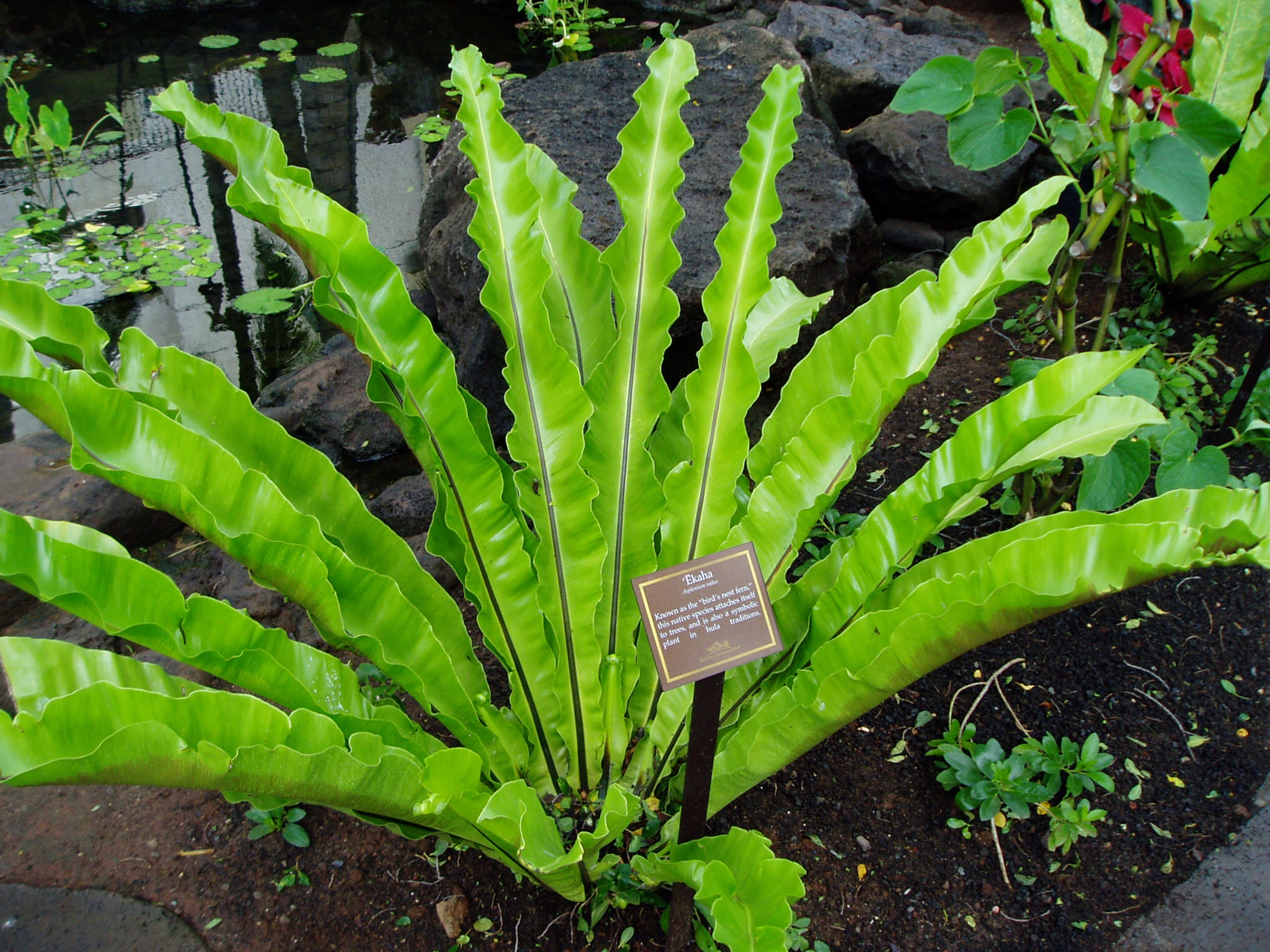 File:Asplenium-nidus.JPG - Wikipedia