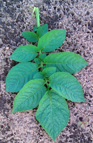 <span class="mw-page-title-main">Atlantic potato</span> Potato variety