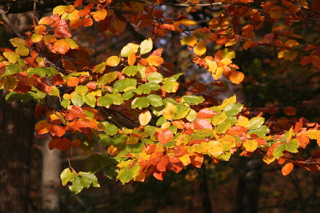 File:Autumn Colours - Forest of Dean - geograph.org.uk - 116471.jpg