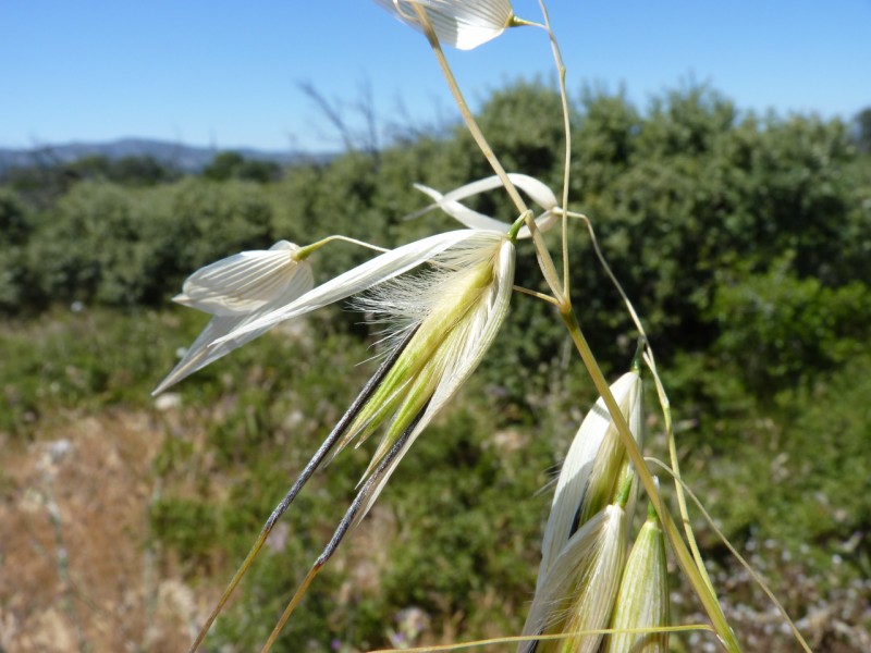 File:Avena fatua flower.jpg