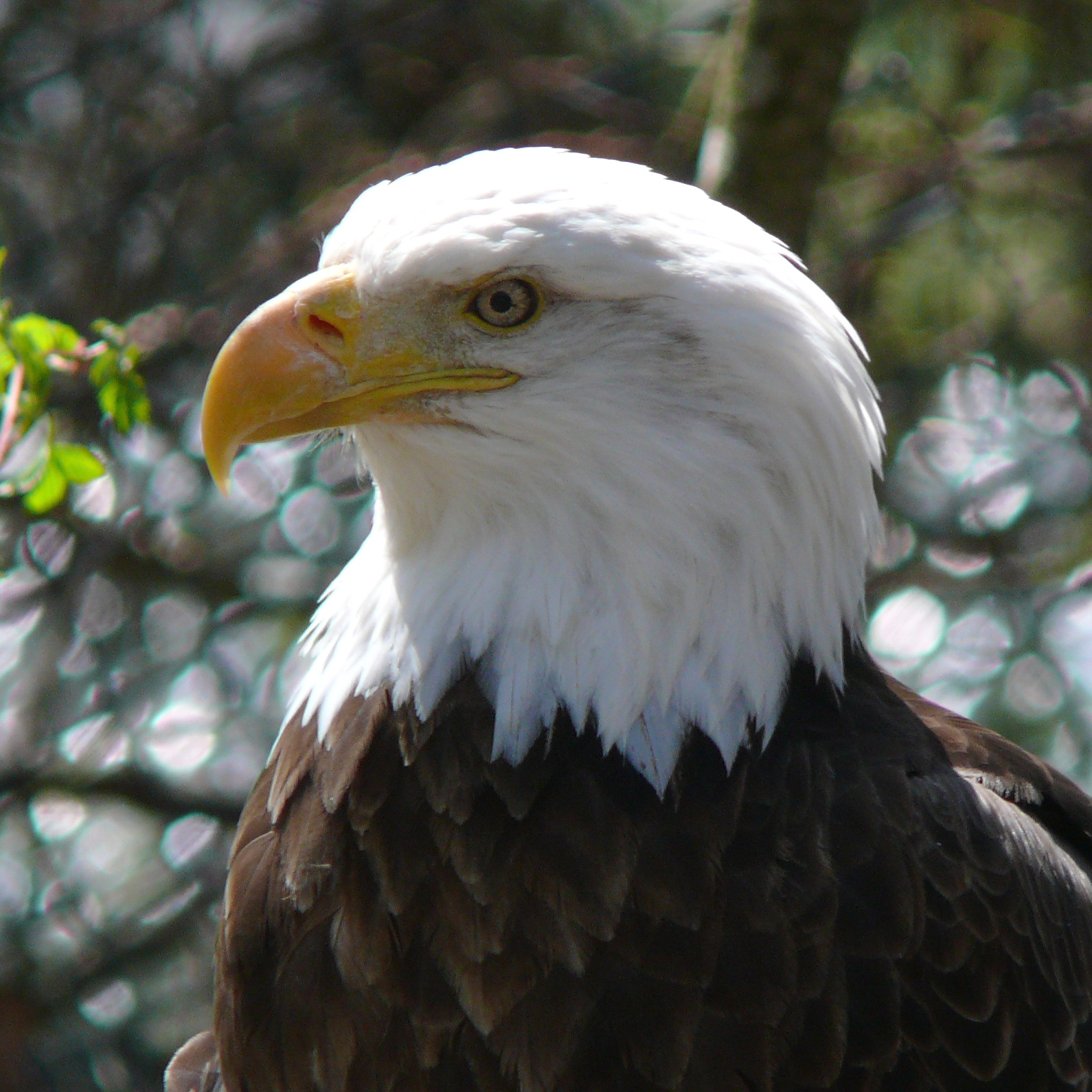 Bald eagle - Wikipedia