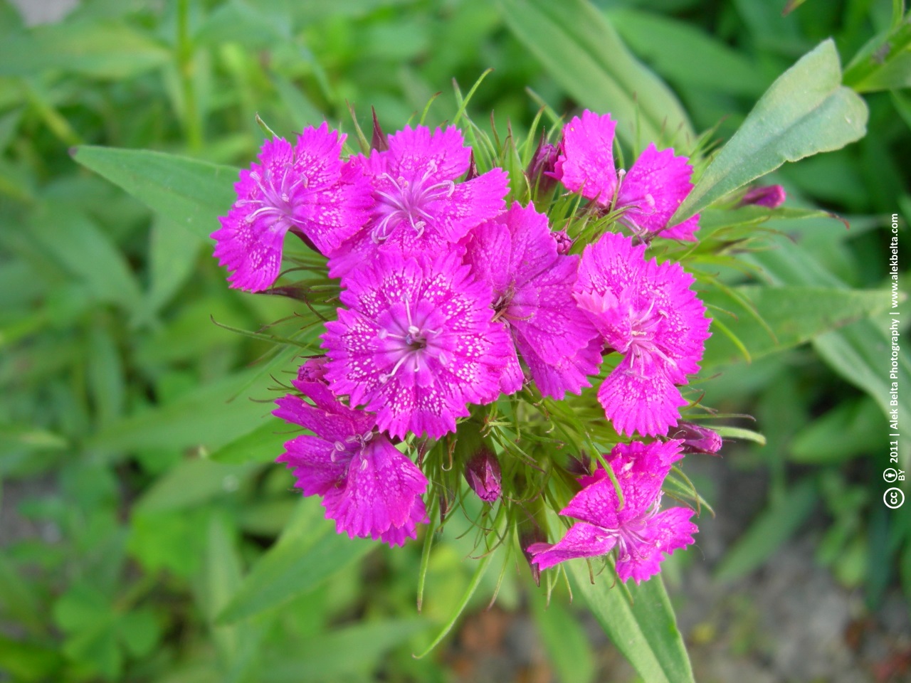 Pink flowers перевод