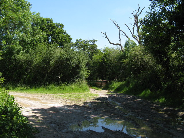 Bend on the Wey South Path - geograph.org.uk - 1333772