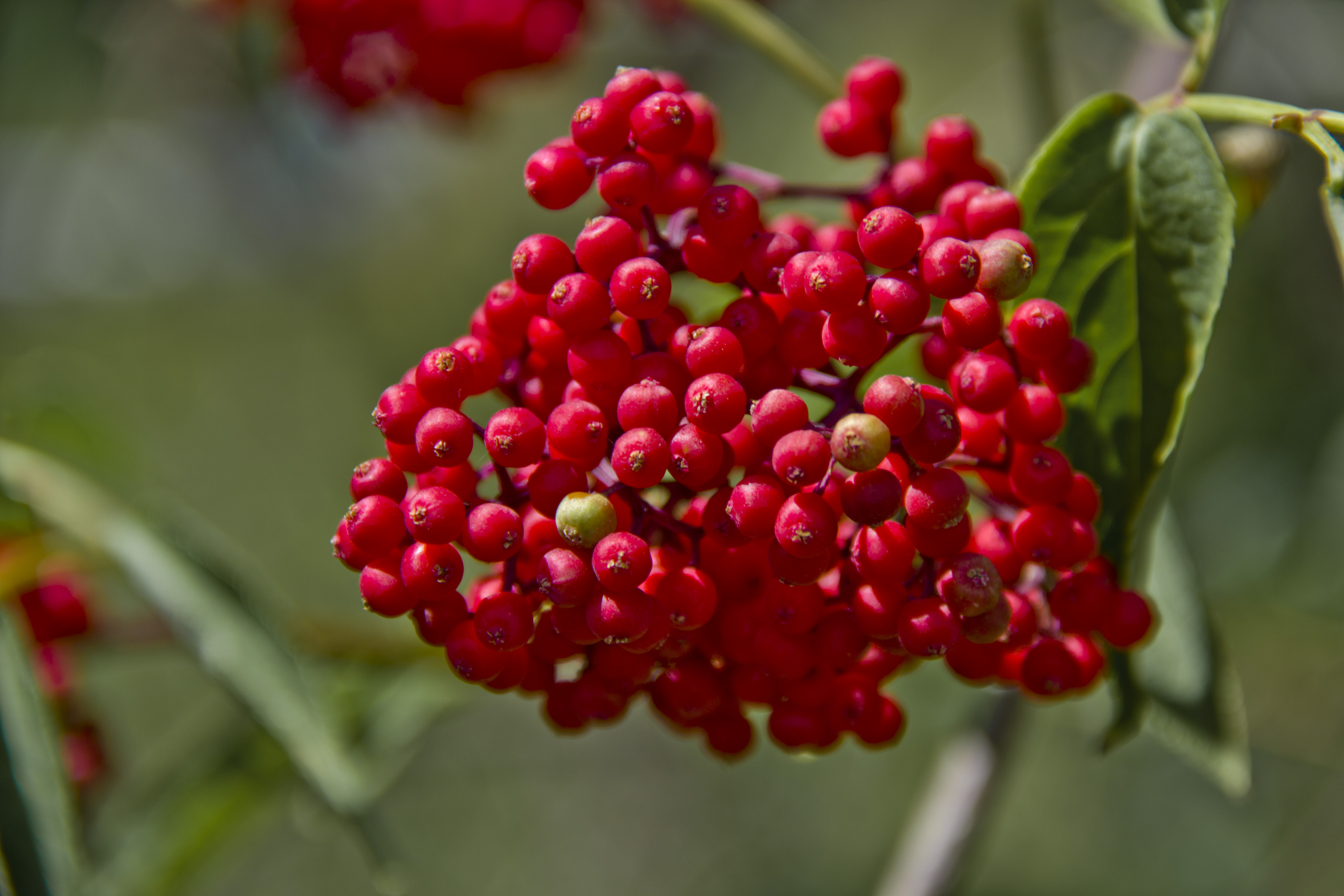 Ядовитые красные ягоды. Бузина красная кистистая. Бузина красная Sambucus. Бузина Волчья ягода. Бузина кистистая куст.