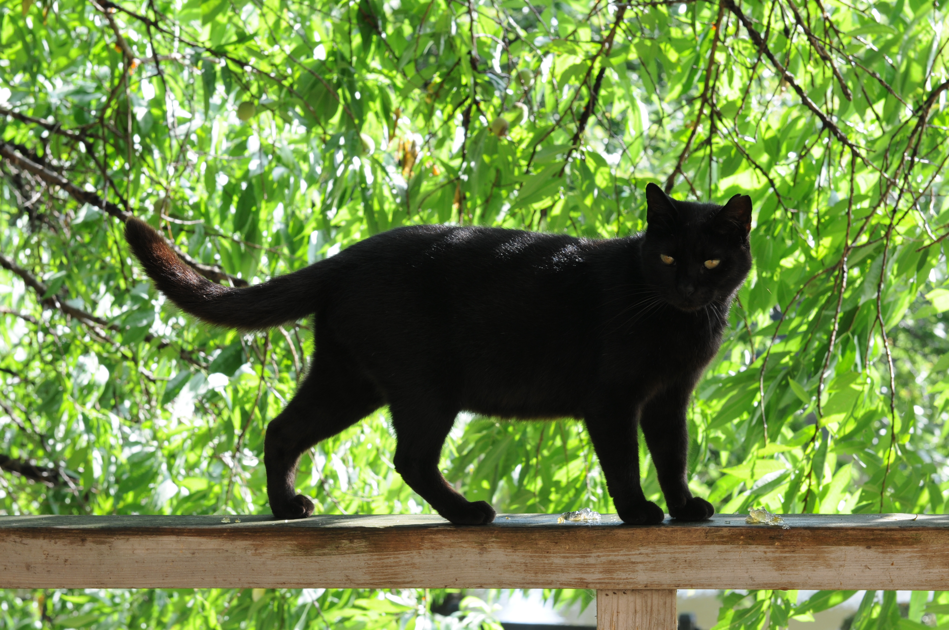 Black cat - Wikipedia