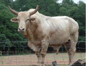 Brahman2644.JPG