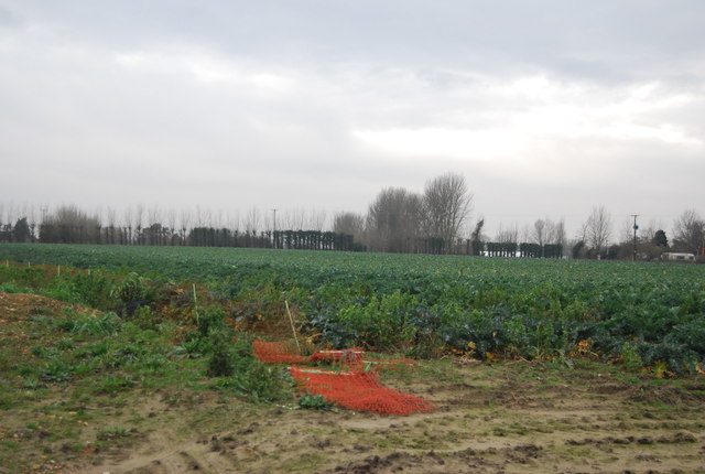 File:Brassicas, Nash Rd - geograph.org.uk - 3450728.jpg