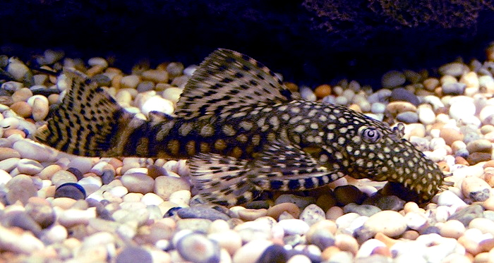 File:Bristlenose Catfish 700.jpg