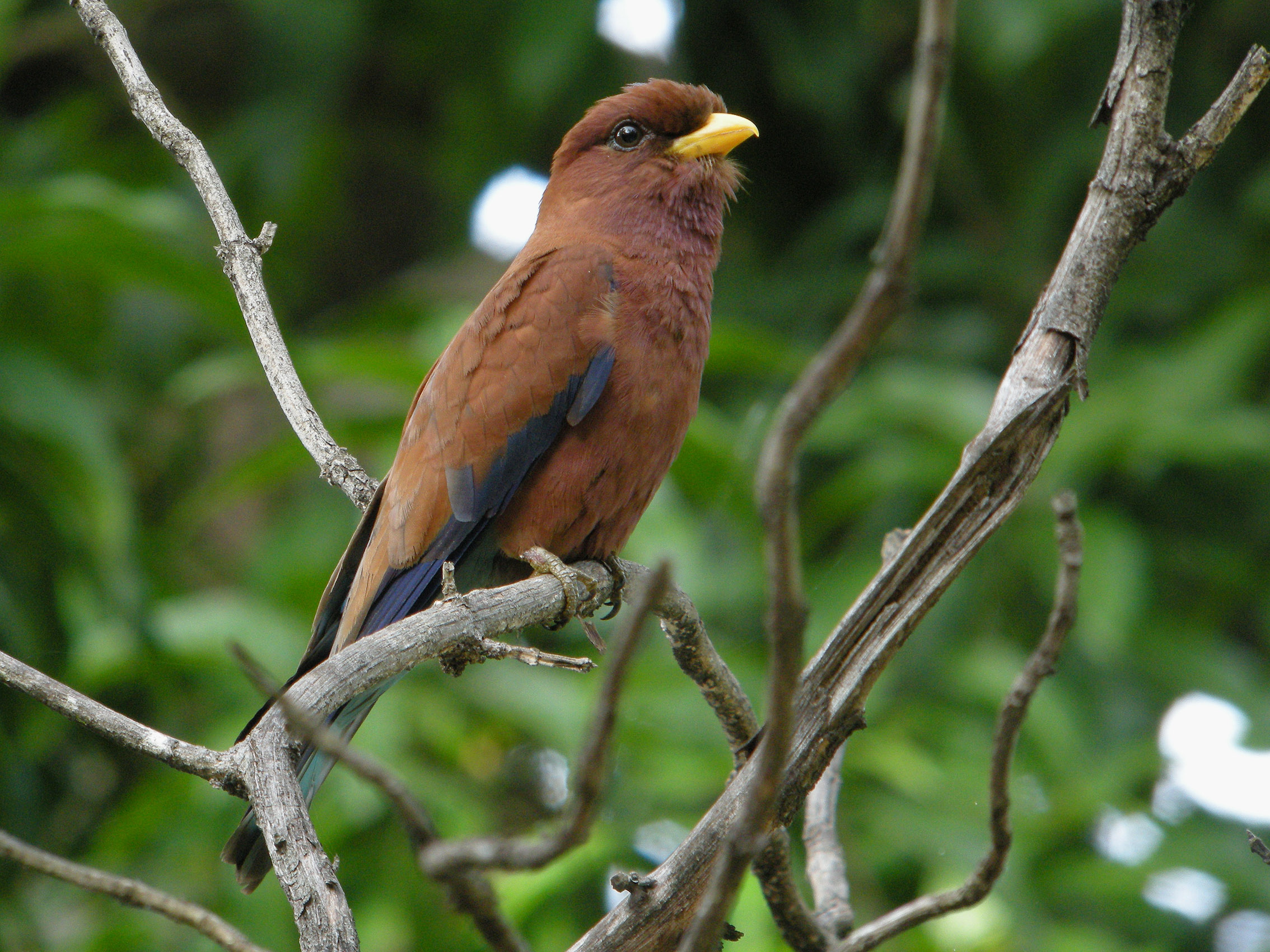 Eurystomus glaucurus