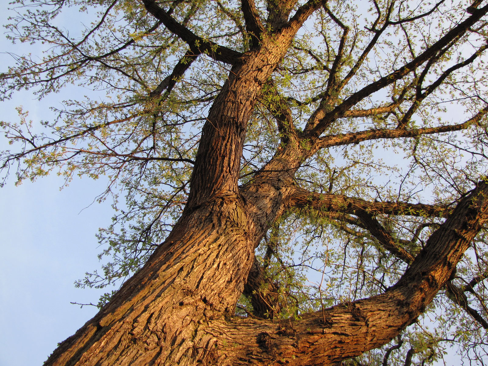 T r i h a n. Burr Oak. Бурс дерево. Дерево в golang.