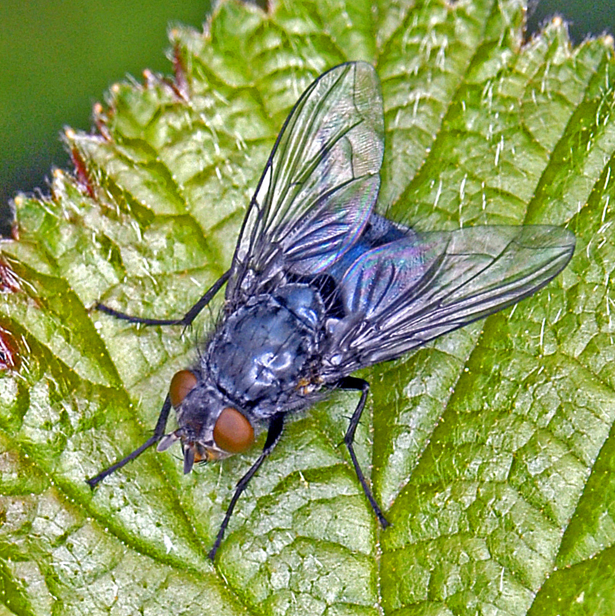 Мух 0. Муха каллифора. Синяя мясная Муха Calliphora. Падальная Муха Calliphora. Личинки осовидной мухи.