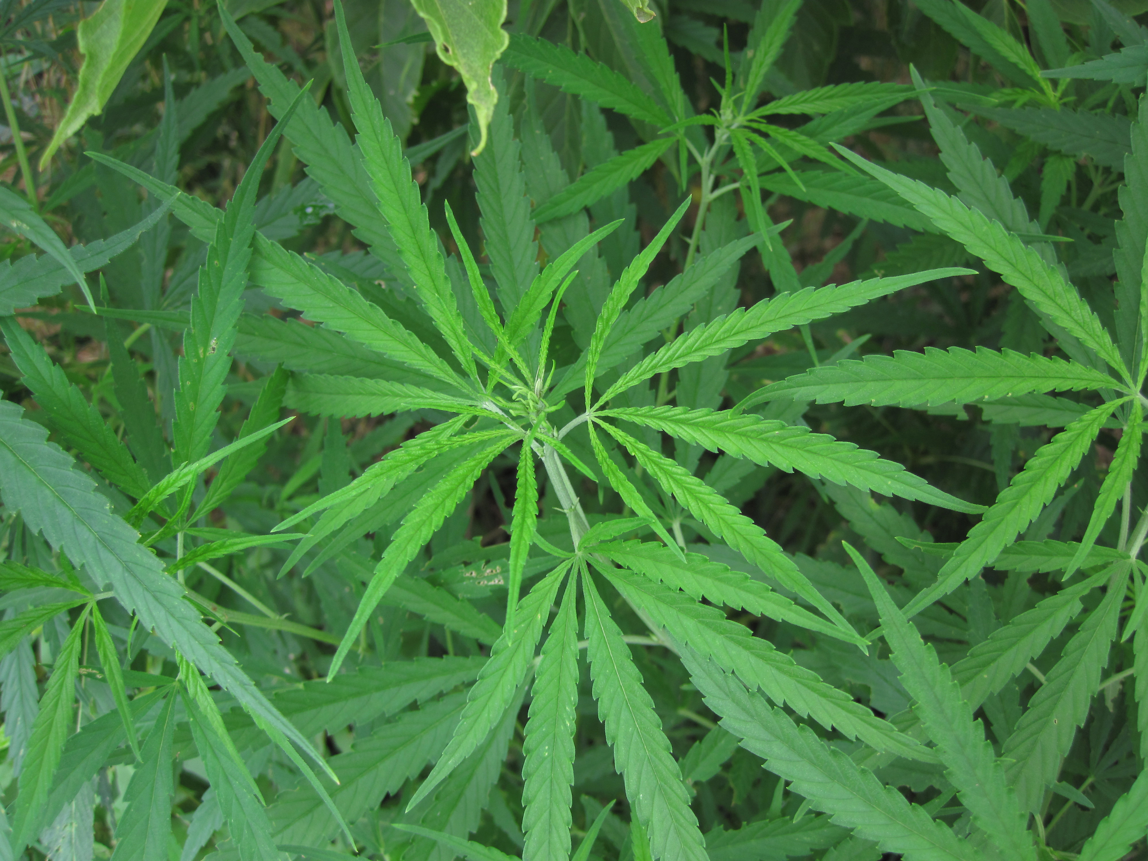 File:Cannabis sativa (marijuana plants) (Manhattan, Kansas, USA) 20  (48970886218).jpg - Wikimedia Commons