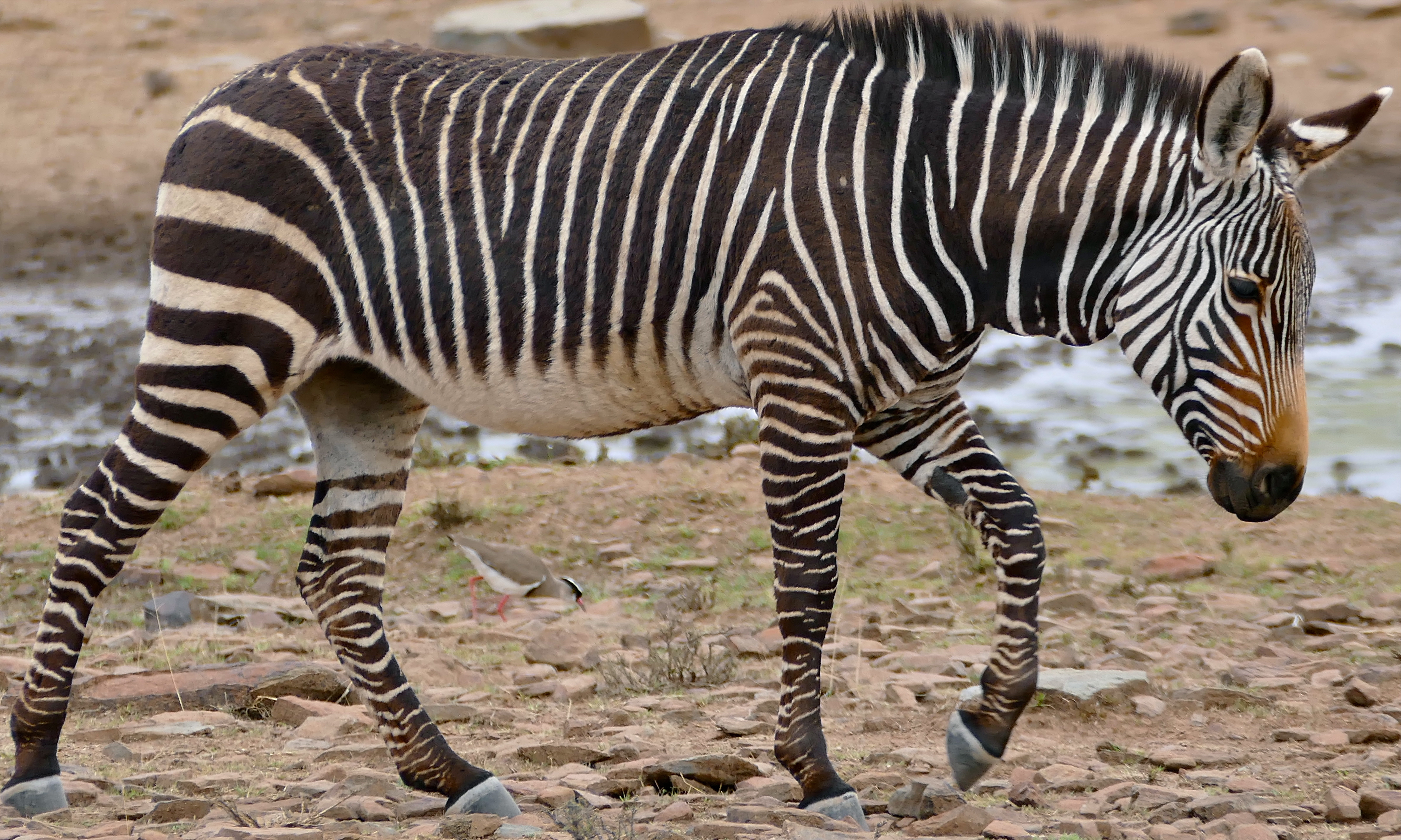 Зебра якутия. Горная Капская Зебра. Equus Zebra Zebra. Горная Зебра Хартмана. Копыта зебры.