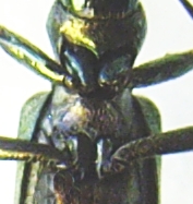 File:Chrysanthia viridissima coxa.JPG