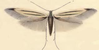 <i>Coleophora chalcogrammella</i> Species of moth