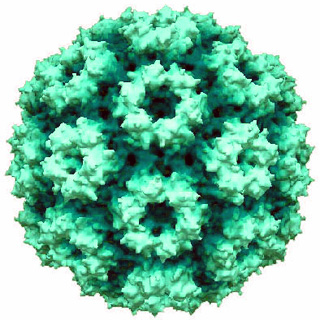 <i>Cowpea chlorotic mottle virus</i> Species of virus