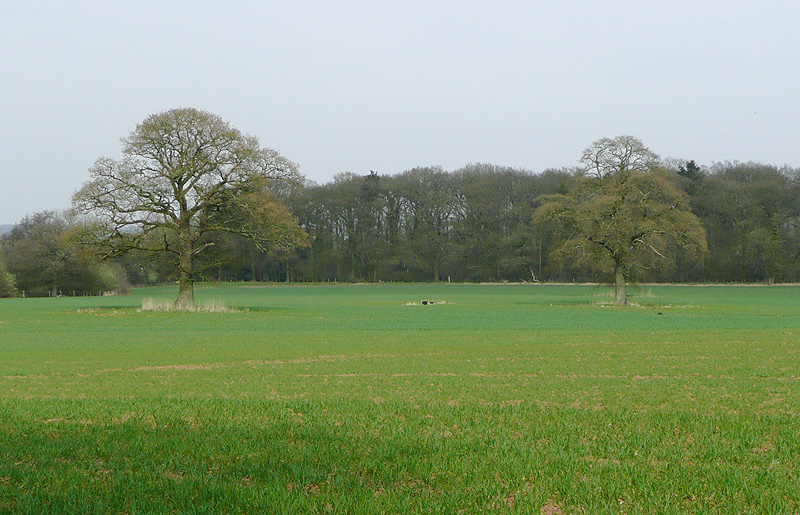 File:Crop field near Enville, Staffordshire - geograph.org.uk - 1862560.jpg