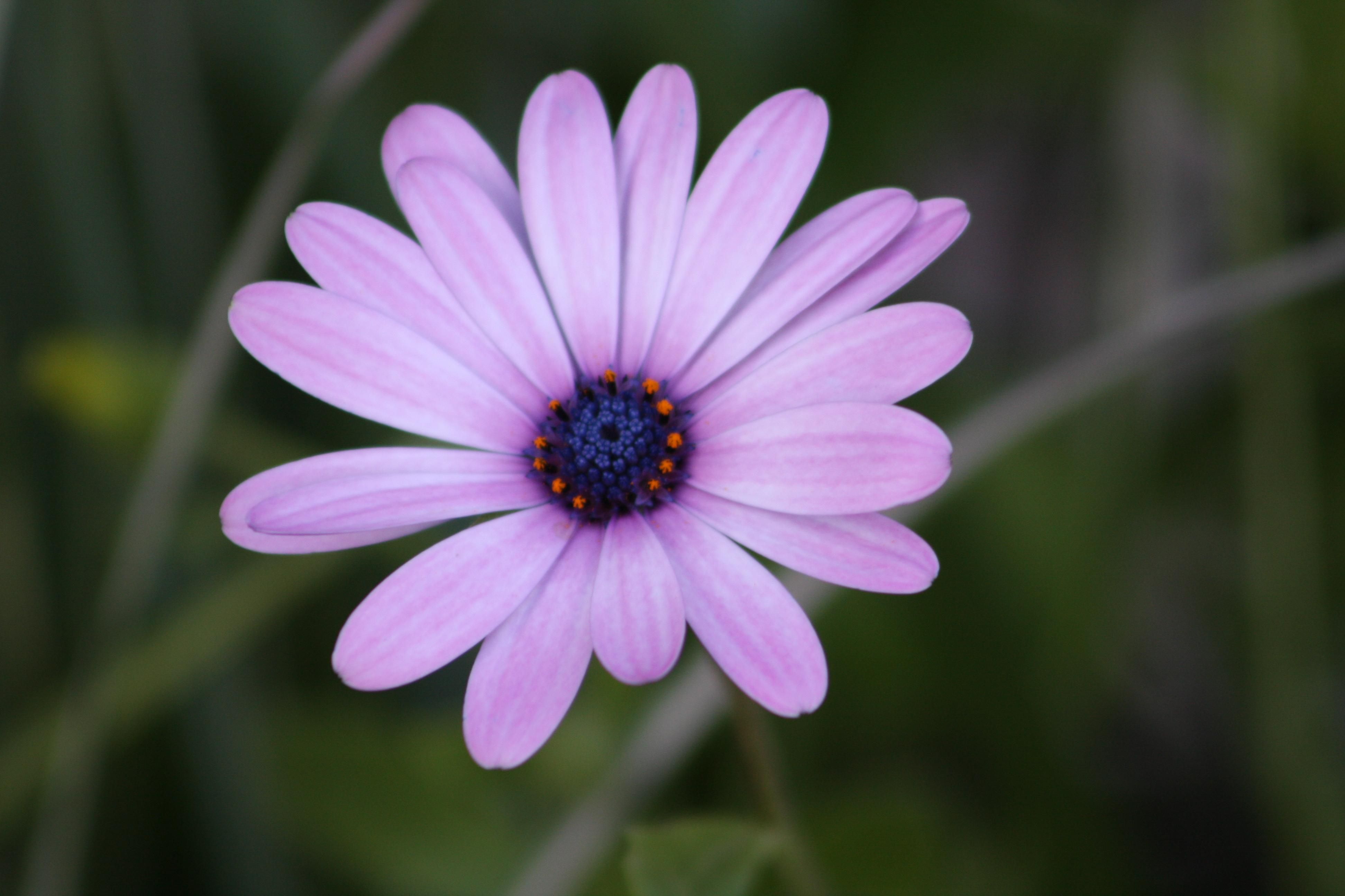 Daisy bloomsirl. Маргаритка. Дейзи Блум. Blooming Daisies. Дейзи это какой цветок.