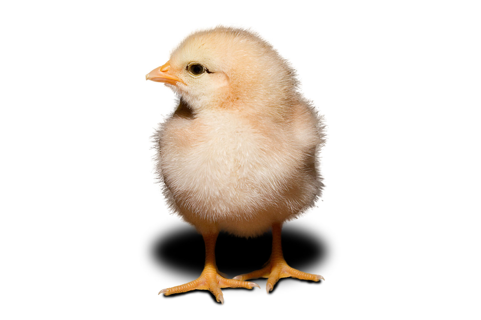 image: Day_old_chick_white_background