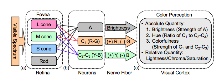 File:Diagram of the opponent process.png