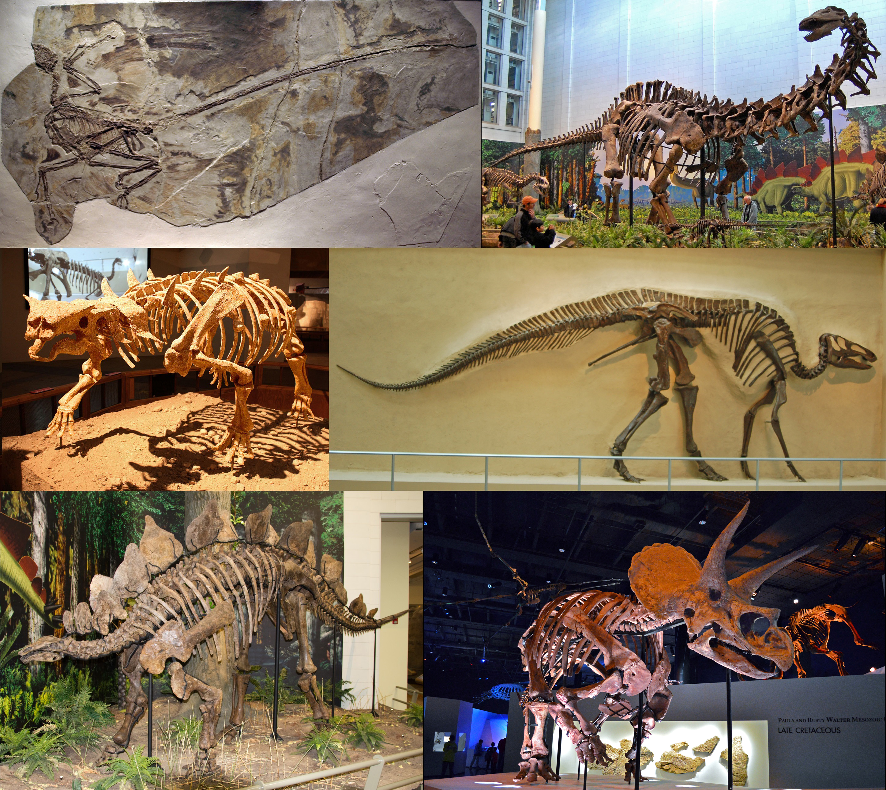 Dinosauria Wikipedia La Enciclopedia Libre