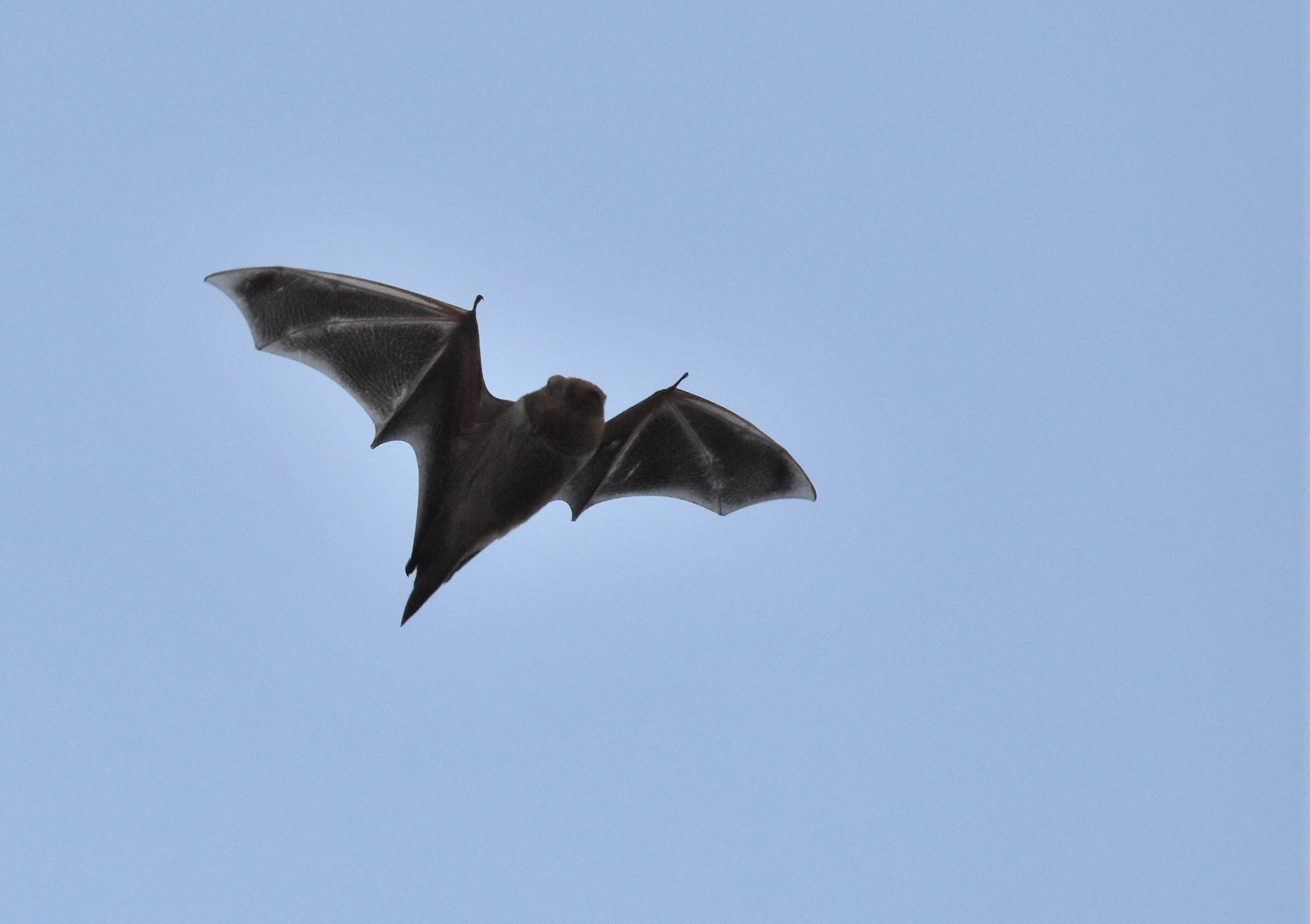 Bat find file. The bat. Red bat. Why are bats Nocturnal?.